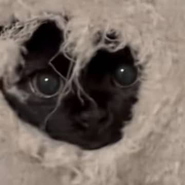 キャットタワーに『穴をあけた黒猫』→顔を覗かせて…かわいすぎる行動に笑顔になる人が続出「ガン見からのｗ」「ぬぅっと出てきた笑ったｗ」