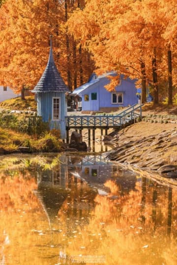 まるで絵本の1ページ　〝埼玉のムーミン谷〟に訪れた秋に絶賛9.7万いいね「最高」「黄金に輝いてます」