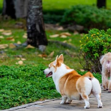 『プリッとしたおしりの犬種』9選　プリケツの魅力や素敵な桃尻を育てるための秘訣まで