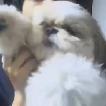 仕事中、彼氏から『子犬の見守りカメラ見て！』と連絡→焦って確認した結果…『想定外の光景』に9万いいね「予想外すぎて草」「素敵な瞬間」