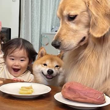 2匹の犬が『ダイニングチェア』で…思わず微笑んでしまう『人間のような食事風景』が51万再生「素晴らしい環境…」「3人仲良しでほっこり」