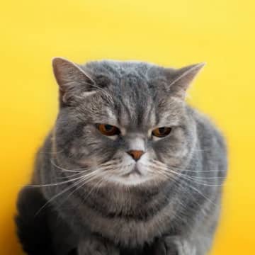 猫があなたに『クレーム』を訴えているときのサイン3つ　見分けるコツや不満への応え方も解説