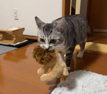 2階から“ライオンのぬいぐるみ”を運んでくる元保護猫　毎日続く健気なルーティンに、家族もほっこり
