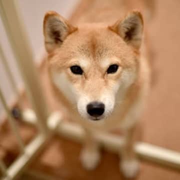 犬が人に『依存しすぎている』サイン3選　依存心が強すぎるデメリットや対処法とは？