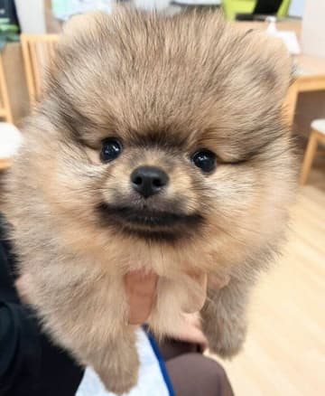 コロコロした見た目が可愛いポメラニアンの子犬　家族になって1年後、「立派な“たぬき”」へと成長！