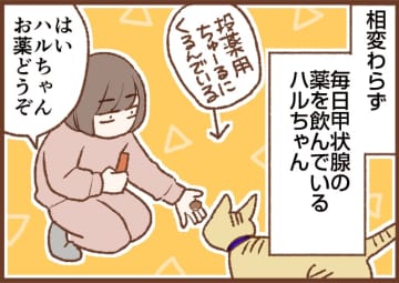 【吉川さん家の猫事情】#120話 ネコと投薬の話