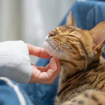 猫を『幸せにできる飼い主』が持っている特徴３つ　すぐに取り入れるべき日々の習慣とは