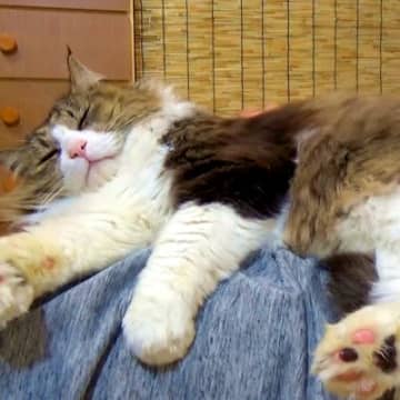 元ボス野良猫→大切にお世話した結果…想像以上に『まるで別猫のような様子』が19万再生「昔とは比べ物にならない…」「愛情のたまものだね」