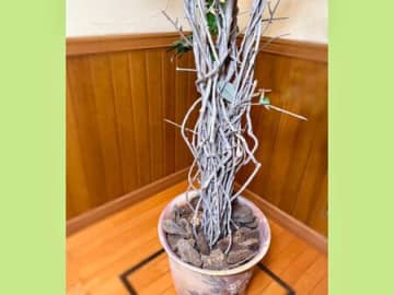 捨てなくてよかった！【100均で奇跡の復活】雨ざらしでボロボログリーンが…