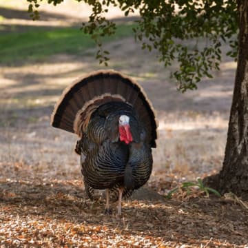 クリスマス用七面鳥、イギリスで鳥インフルワクチンを接種へ
