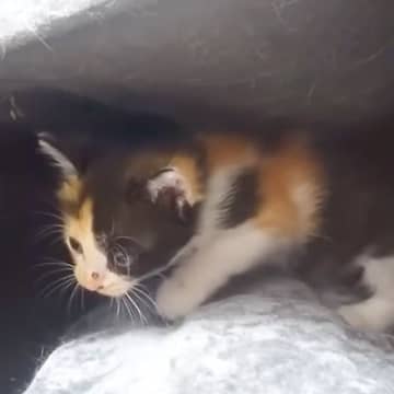 臆病な保護子猫→兄猫が人間の膝に乗ったのを見て…思った以上に『気持ちがダダ漏れな光景』が話題「膝上までもう少しかな」「人間みたい」