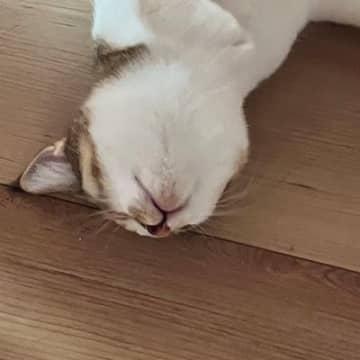 生まれて初めて『床暖』を体験したネコ→全身を伸ばして…幸せいっぱいな様子に癒されると３万いいね「気持ちよさそうｗ」「最高なんだな」