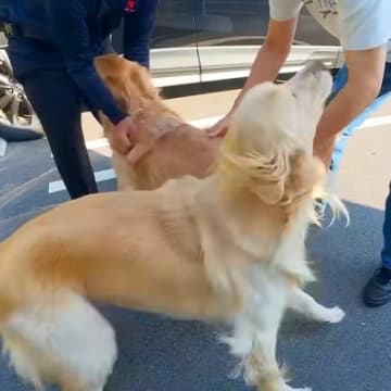 80日ぶりに『大好きな人』と再会した大型犬→全身全霊で見せた『久しぶりのご挨拶』が6万再生「何年も会ってないみたいｗ」「可愛すぎる」