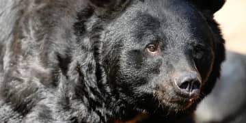 宮城・女川町“15年ぶりクマ目撃”は「AIフェイク」だった…画像提供者に“法的措置”求める声も「罪の成立は考えづらい」弁護士指摘のワケ