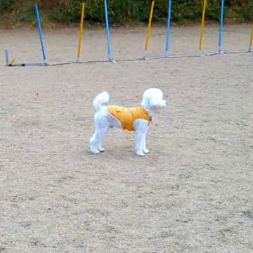 ドッグランでよそ見をしている犬に内緒で『そっと隠れてみた』結果…気付いた瞬間の『尊い反応』が28万表示「お耳が最高」「一生懸命で可愛い」