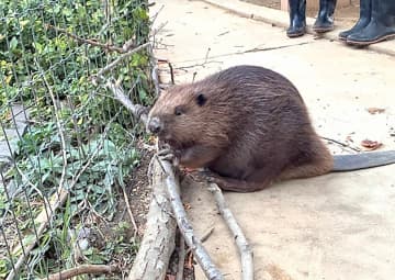 人気を集める愛らしい“名人”　横浜の八景島シーパラダイス