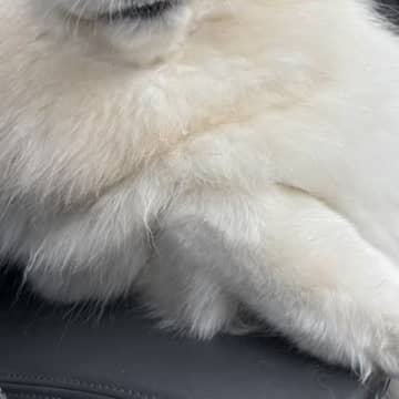 車の助手席に乗る大型犬に『肘置き』を占拠されて…まるで人のような『貫禄が溢れる光景』に反響「かっこイーヌ」「サモエド様の肘おきｗ」