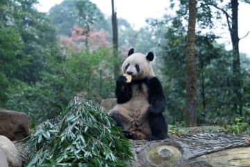 パンダのシャンシャン、蒸しパンを味わう　中国四川省