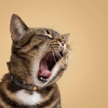 猫につけるべきではない『首輪』の特徴5つ　危険なトラブルの可能性も？選び方のコツまで