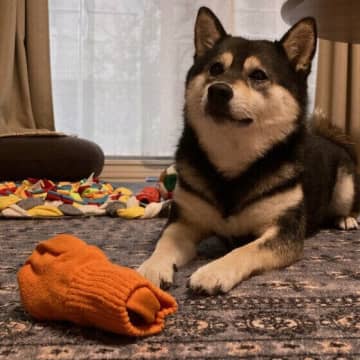 飼い主さんの“罪悪感”は禁物！　留守番時に潜む犬のストレスとは