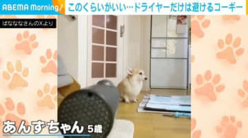「距離遠すぎw」ドライヤーを避け続けるコーギーに「少し毛がなびいてるw」「ちゃんとお座りしててえらい！」など反響続々