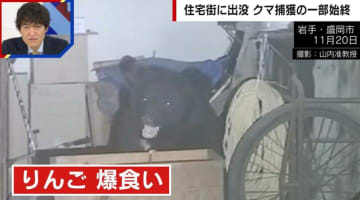“りんご爆食いクマ”が出没 麻酔吹き矢が3発命中…カメラが捉えた捕獲の一部始終
