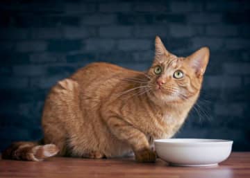 やりがちだけど絶対にやめて！猫の緊急時にNGな対応