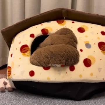 ハウスに立てこもっている犬に『おやつだよ』と伝えたら、次の瞬間…『想像以上の反応』が14万再生「お茶目で可愛すぎるｗ」「ヤドカリ犬」