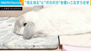 「天才じゃん！」“冷え冷え”と“ポカポカ”を使いこなすウサギが「頭寒足熱ができていて賢い！」と話題