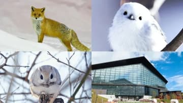 北海道で出会える動物10種｜野生観察や動物園で楽しむ観光ガイド