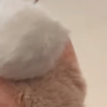 頭をぽんぽんとされる子猫→『全然反応しない』と思いきや、次の瞬間…まさかの行動に爆笑の声「A型のキレ方ｗ」「想像以上に爆発してたｗ」