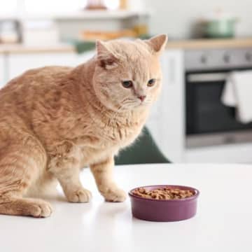 猫の『食欲がない』ときに考えられる原因3つ　病院に行くべき症状や対処法も解説