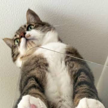 透明なキャットステップに乗るネコ→『下から見上げる』と…まさに絶景『たまらない瞬間』に３万いいね「いい眺め」「ありがとうございます」