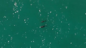 メキシコ原産のネズミイルカ、10頭以下に減少　救える望みはあるか