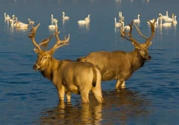 中国に再導入されて40周年迎えたシフゾウの英語名称が「MiLu」に