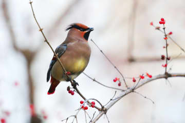 「冬の使者」キレンジャクを撮影　北京市