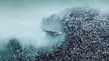 獲物を狙うサメや人の顔の形をした火山噴火――国際航空写真コンテストの初代受賞作