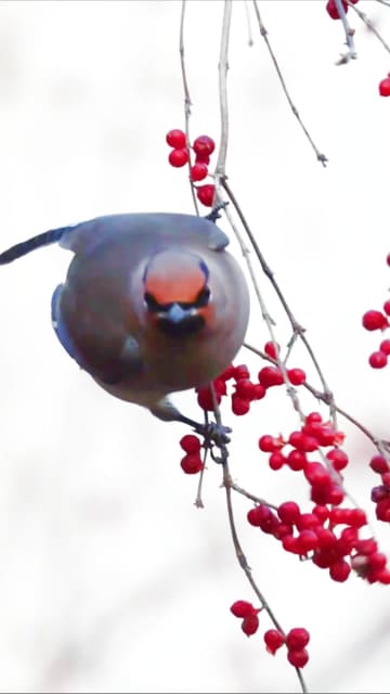 「冬の使者」キレンジャクを撮影　北京市