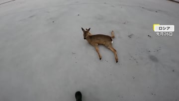 「直進シカ頭にない」衝突した鹿との“奇妙な30秒間”の映像　「運ぶシカない」ロシアでは凍った湖上でツルツル滑って“立ち往生”の11頭救出