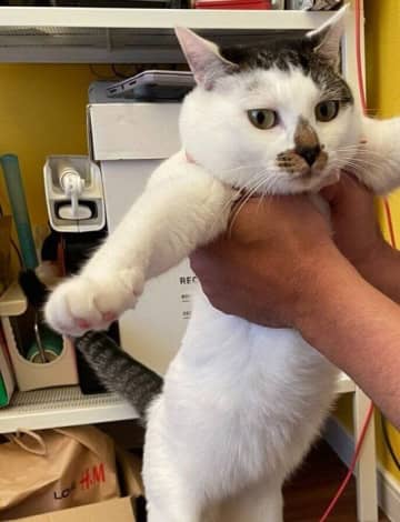 水着が似合いそう⁉　ふっくらとしたおなかが愛らしい猫の写真に約2.8万件の“いいね”が寄せられ話題に！