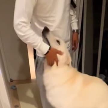 パパが『1泊の出張から帰ってきたら』、大型犬が…帰宅した瞬間の『嬉しさいっぱいの反応』が可愛すぎると絶賛「すごく嬉しそう」「よかったね」