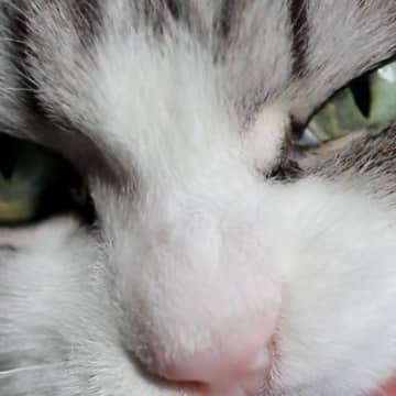 『こわいだろー！』とっても悪そうな顔をしていた猫ちゃん→良すぎる『表情』に４万いいねの反響「なんなら尊い」「アニメみたいで可愛い」