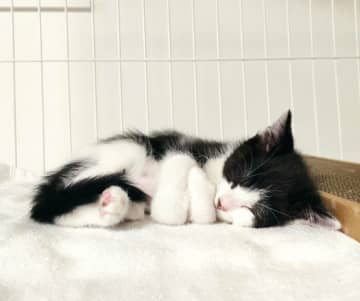 小さく丸まって眠る保護子猫が“あざとさの塊”　4才の今も、人懐っこくて甘えん坊な姿で家族を魅了！