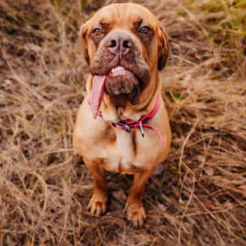 アメリカのミックス犬、世界で最も長い舌を持つ犬に認定