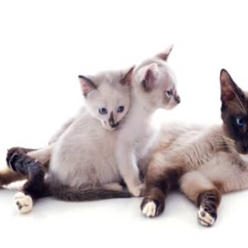 猫の『毛の色』が変化する原因3つ　年齢や環境が関係している？不思議な現象の理由とは