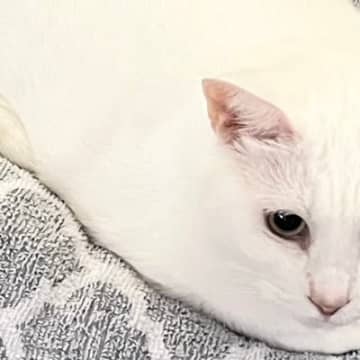 モチモチふわふわボディの白猫…『餅』にしか見えない『完璧すぎるフォルム』に７万いいね「すごーーい」「美味しそう」と絶賛の声