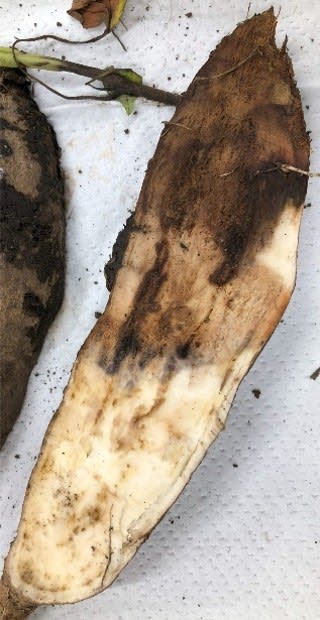 サツマイモ基腐病確認1カ月　「持ち込ませない」徹底を　農研機構　激発、収穫皆無の事例も　茨城