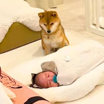 眠る赤ちゃんの隣でたたずむ犬→『見守ってる』と思いきや…いなくなった瞬間にみせた『まさかの行動』が63万再生「順番待ちで草」「愛おしい」