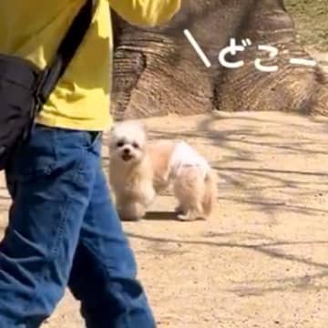 ドッグランで迷子になった犬→必死に飼い主を探して…応援したくなる『一生懸命な光景』に反響「お辞儀？」「私のところにも間違えて来てほしい」