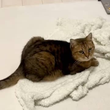 膝にかけていたタオルを『猫に奪われた』結果→様子を見に行くと…想像以上に『愛おしい光景』に絶賛「飼い主冥利に尽きる」「落ち着くみたい」